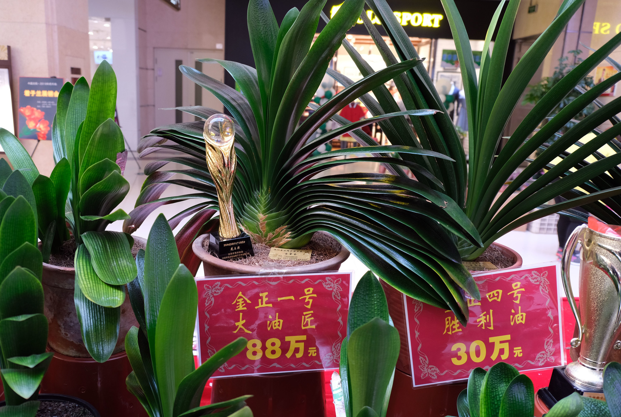 沈陽(yáng)最新君子蘭珍品，探尋珍稀品種的魅力與價(jià)值