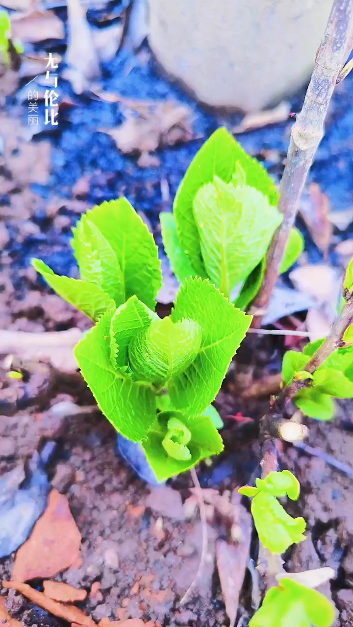 關(guān)于小草的奇妙世界，探索最新地址的無限可能